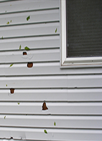 Hail_Damaged_Vinyl_Siding | Lone Star Windows and Siding